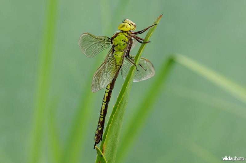 Portret van vrouwtje Groene Glazemaker tussen krabbenscheer