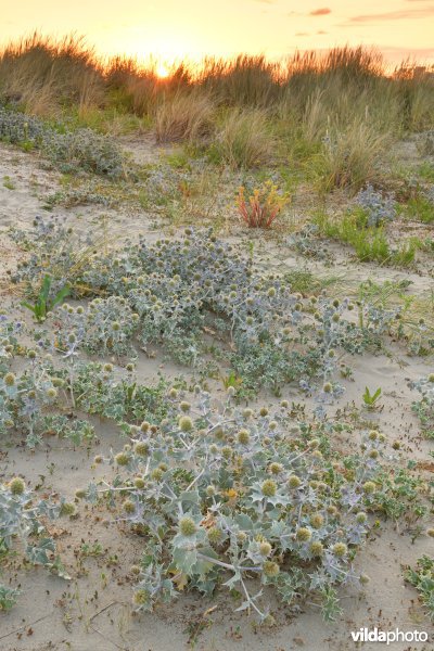 Natuurreservaat De Baai van Heist