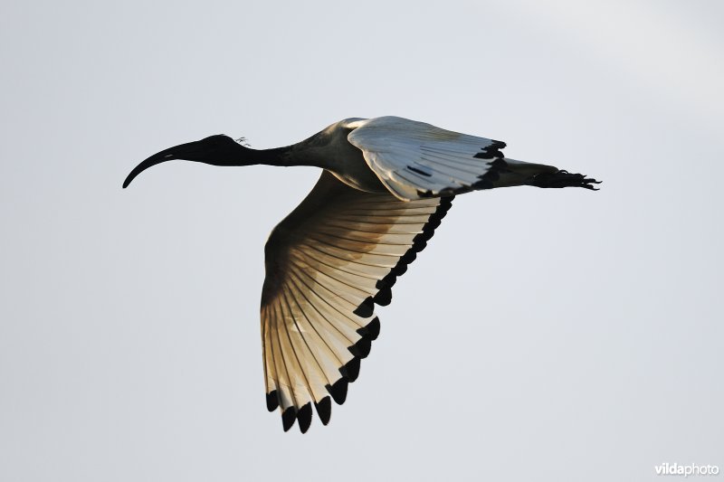 Heilige ibis