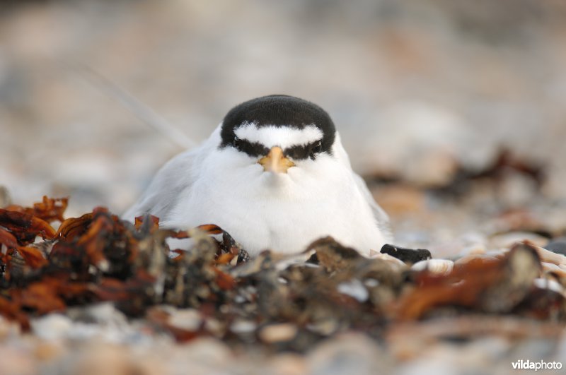 Dwergstern op nest