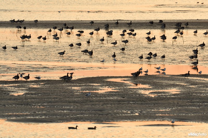 Brandganzen in het Zwin