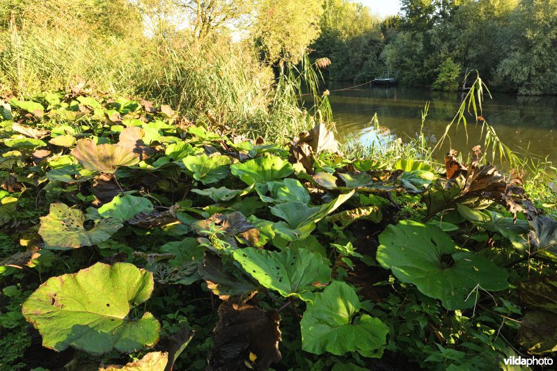Oude Leie in Machelen