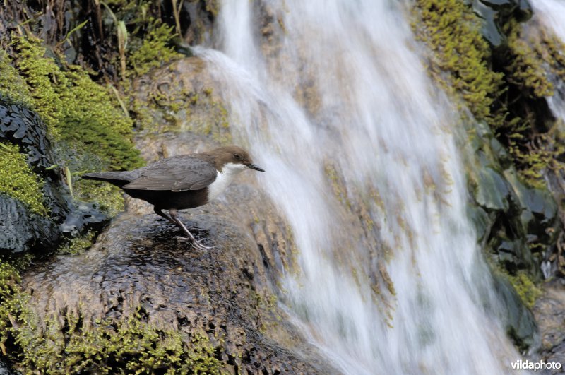 Waterspreeuw op waterval