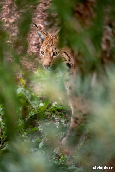 Euraziatische lynx