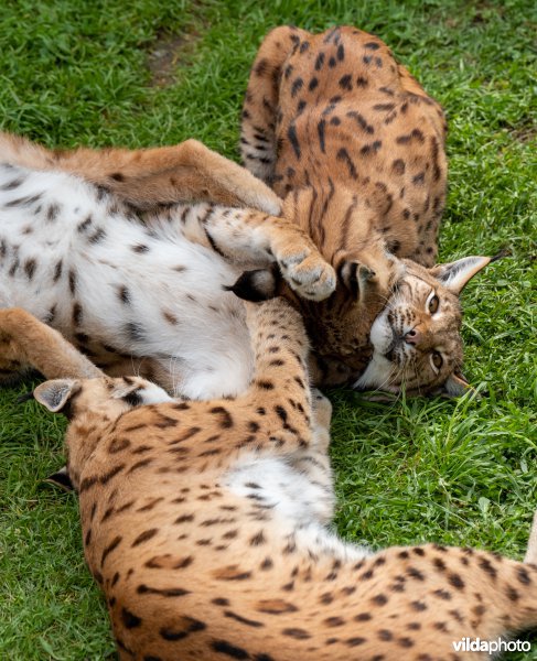 Euraziatische lynx