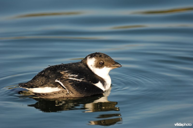 Kleine alk in winterkleed 