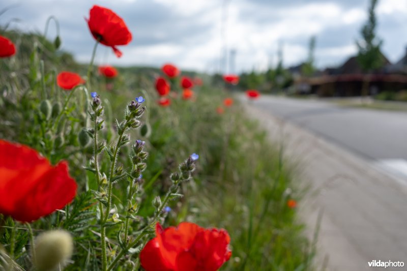 Bloemrijke akkerrand