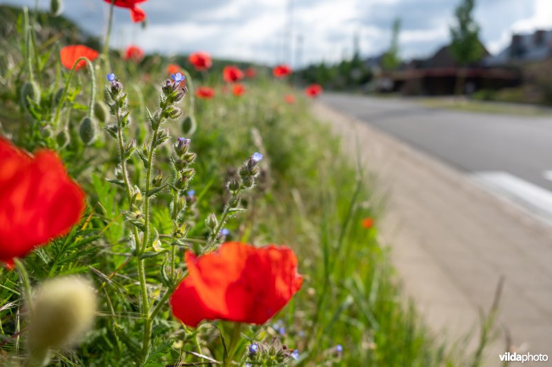 Bloemrijke akkerrand