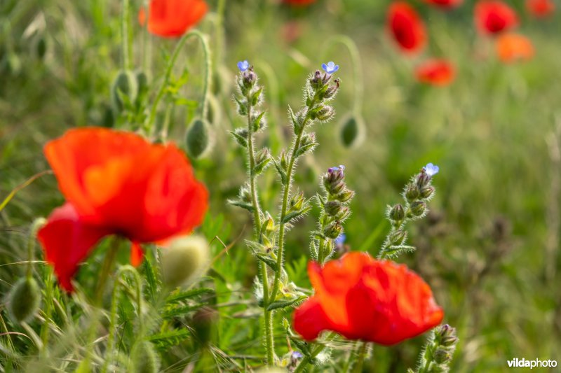 Bloemrijke akkerrand