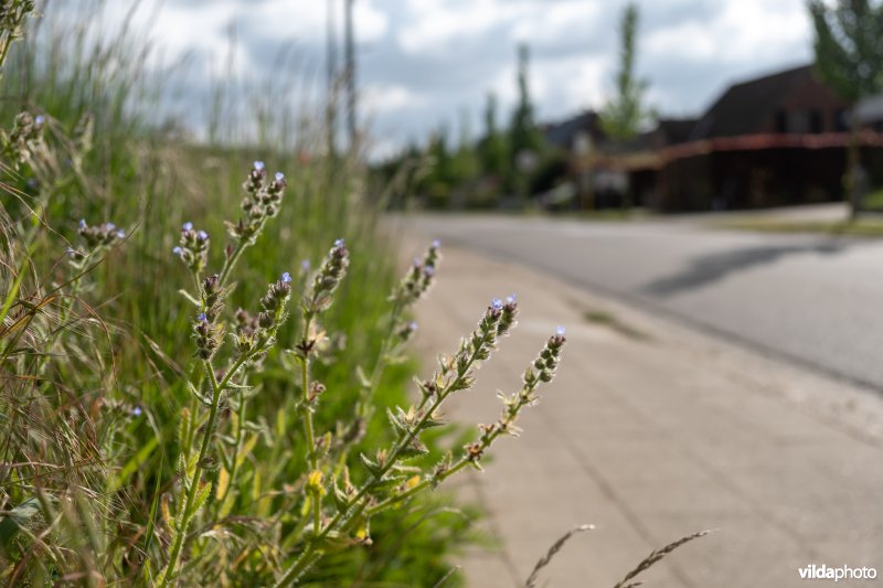 Bloemrijke akkerrand