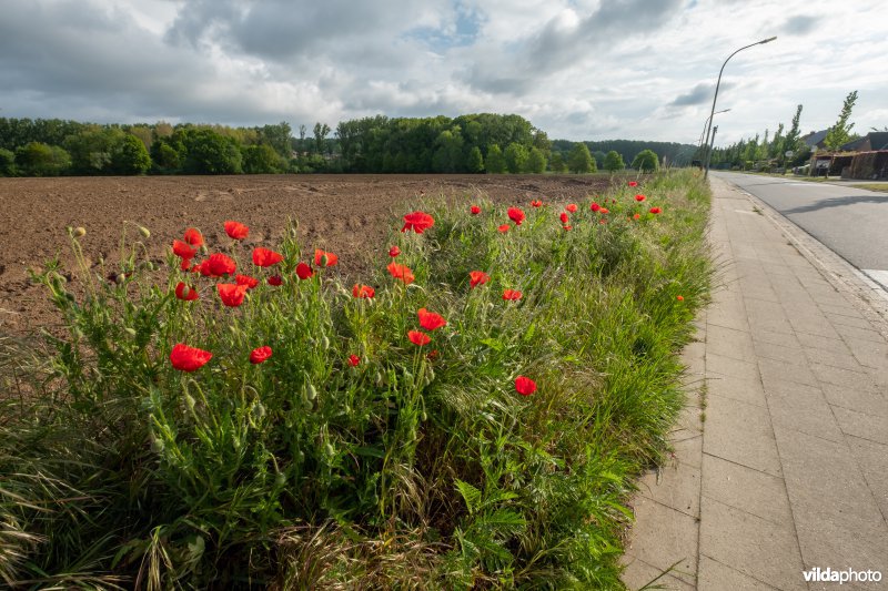 Bloemrijke akkerrand