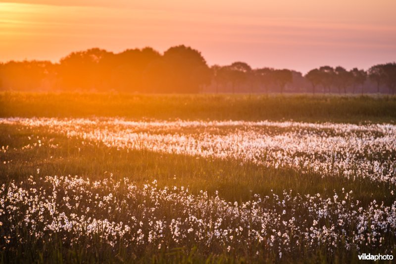 Zonsopkomst in Nationaal Park Wieden-Weerribben