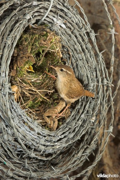 Nestje van Winterkoning