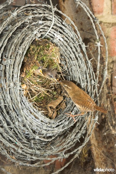 Nestje van Winterkoning