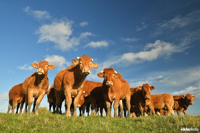 Limousin koeien in het Zwin