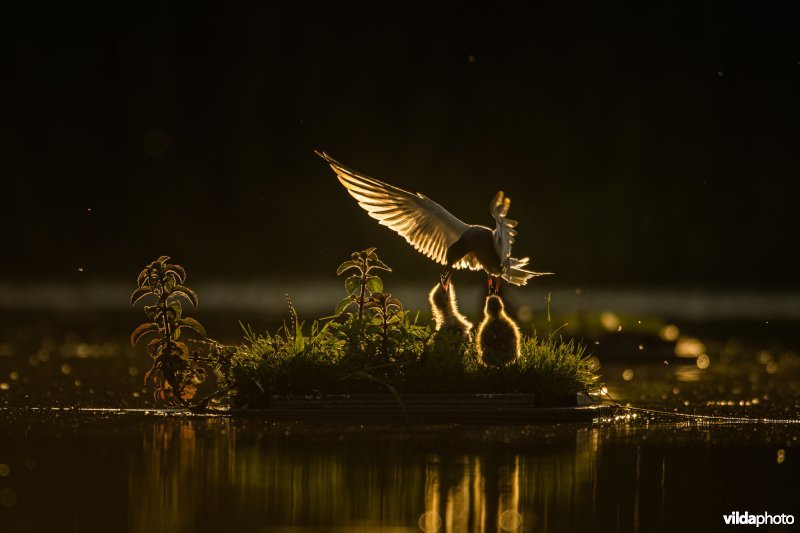 Zwarte Stern voert  jongen
