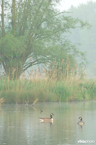 Oude Schelde-meander