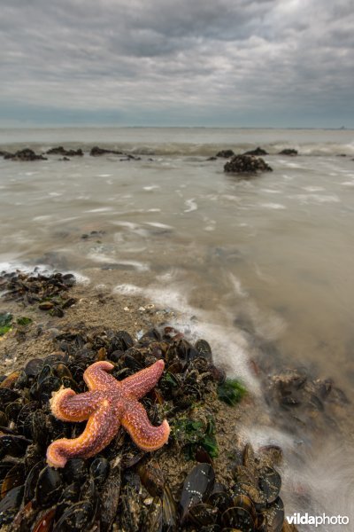 Aangespoelde zeester op het strand