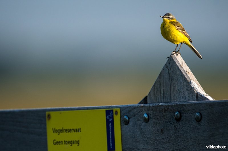 Gele kwikstaart op hekwerk vogelreservaat