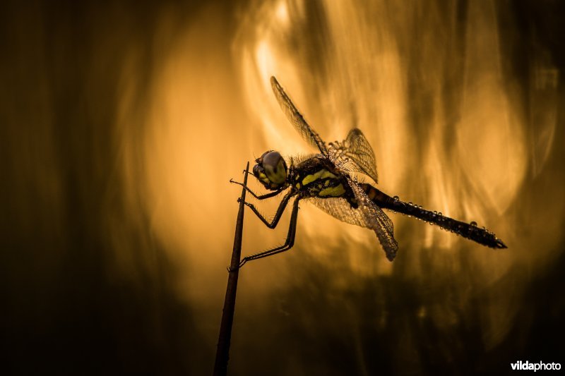 Zwarte heidelibel in tegenlicht