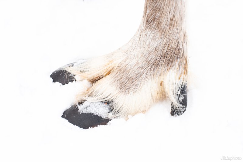 Rendieren, gehouden voor toerisme