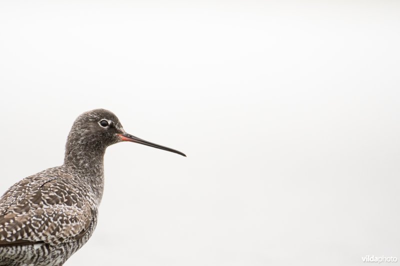 Portret van een Zwarte ruiter