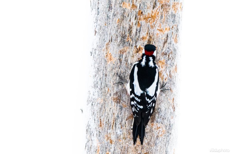 Grote bonte specht op een besneeuwde boom