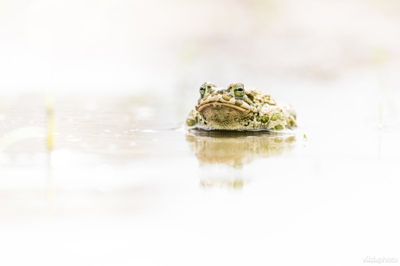 Groene pad