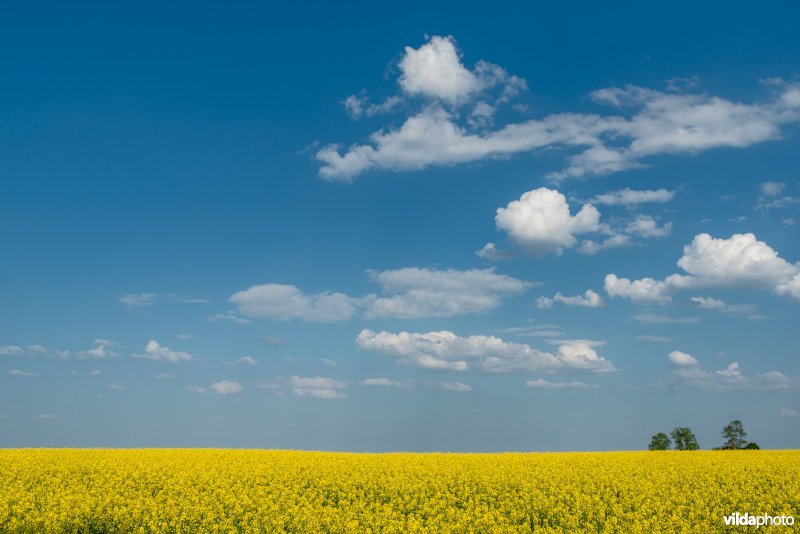 Koolzaadveld in Noordoost-Groningen