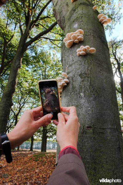 Porseleinzwammen op beuk