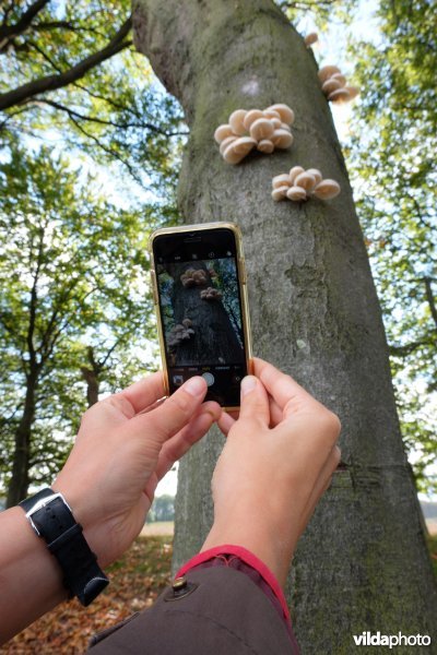 Porseleinzwammen op beuk