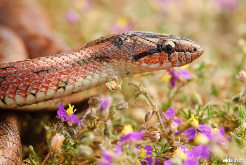 Girondische gladde slang tussen spurrie