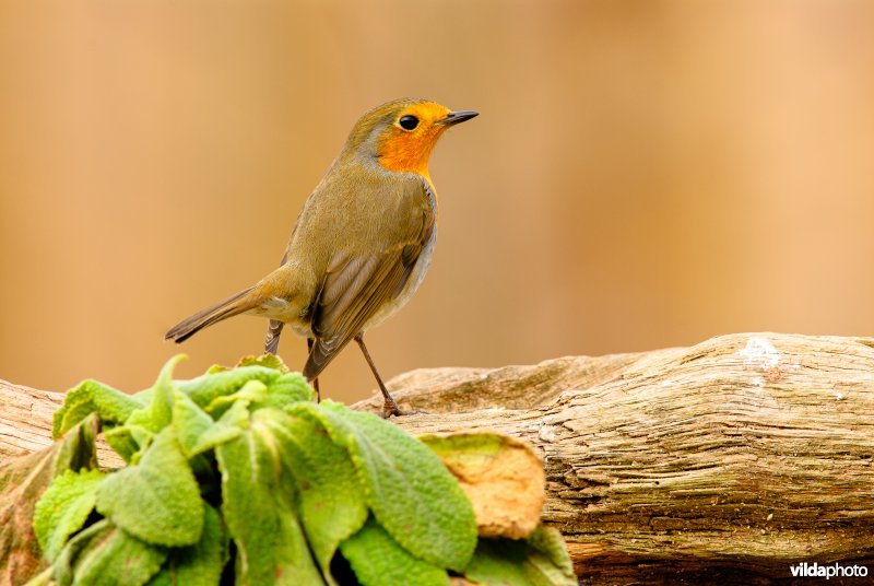 Roodborst op boomstronk