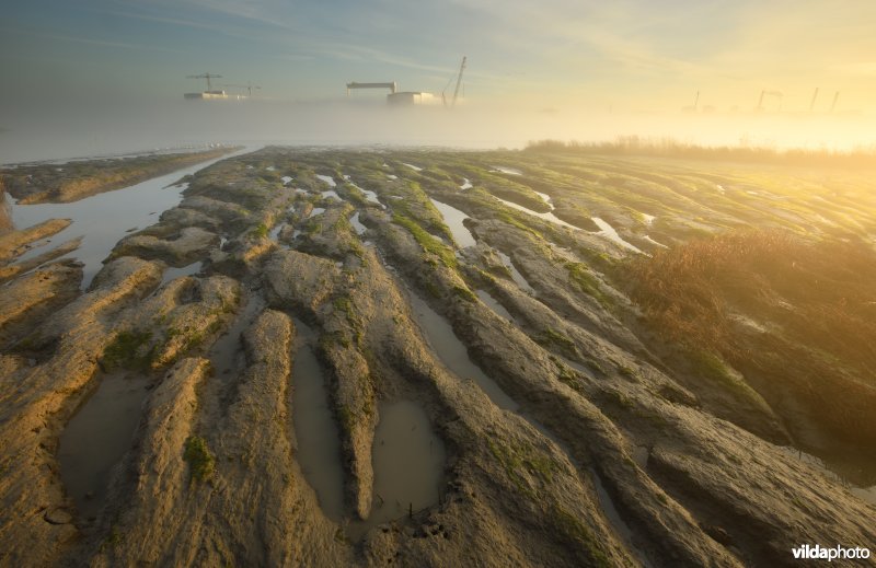 Scheldeschorren in de ochtendmist bij laagtij