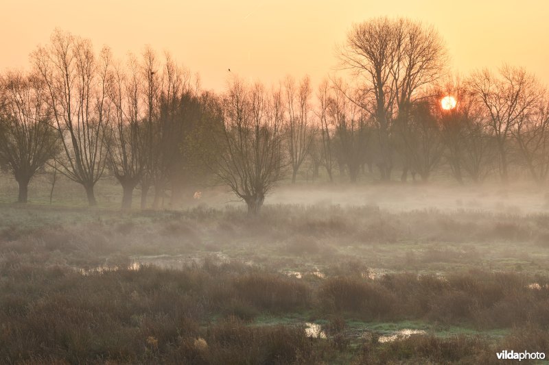 Wijmeers in de Kalkense Meersen