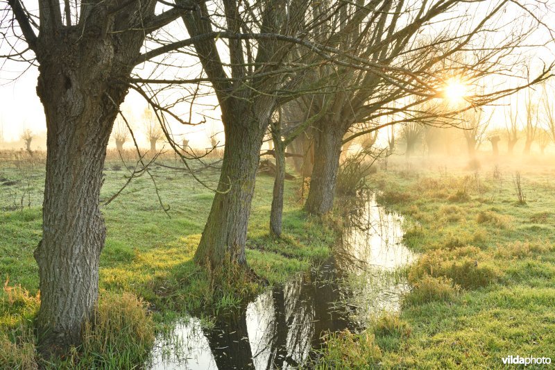 Wijmeers in de Kalkense Meersen