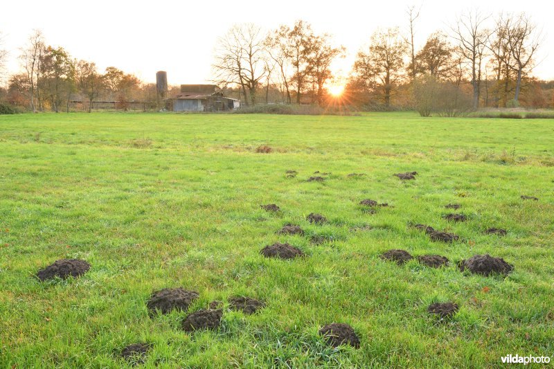 Molshopen in het Zammels Buitenbroek