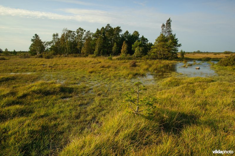 Store Alvaret, Öland, Zweden