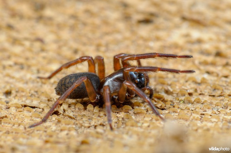 Bostrechterspin (Coelotes terrestris)