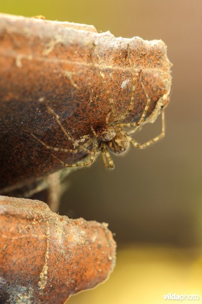 Bonte Trechterspin (Tegenaria ferruginea)