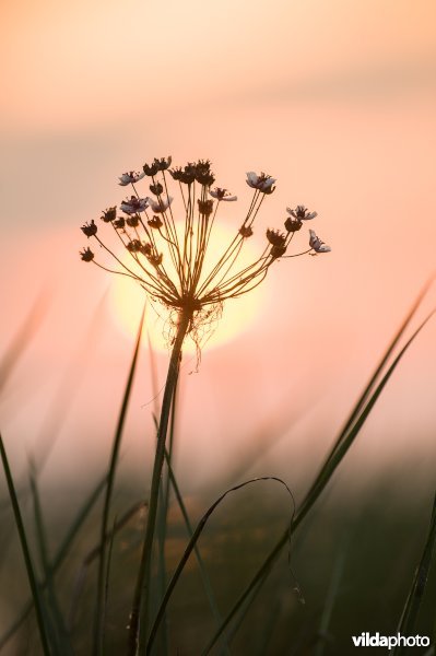 Bloeiende zwanenbloem tegen ondergaande zon