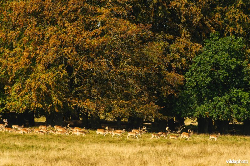 Een grote kudde damherten in Klampenborg, Denemarken