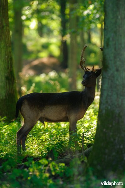 Damherten in een bos