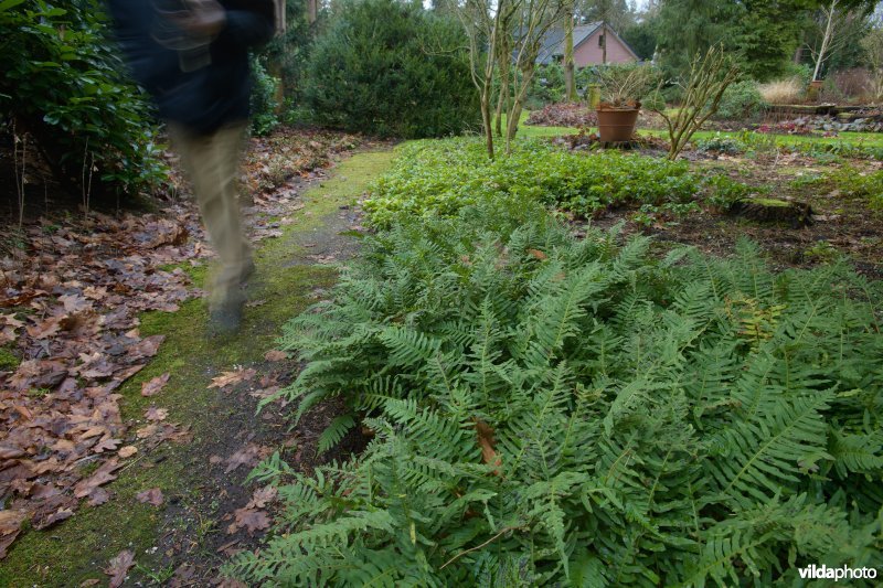 Tuinpad in een natuurvriendelijke tuin