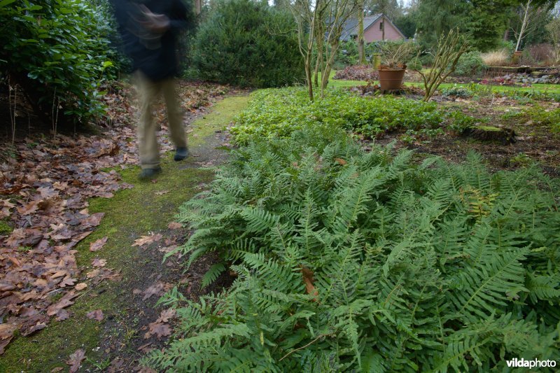 Tuinpad in een natuurvriendelijke tuin