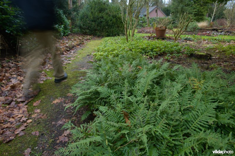 Tuinpad in een natuurvriendelijke tuin