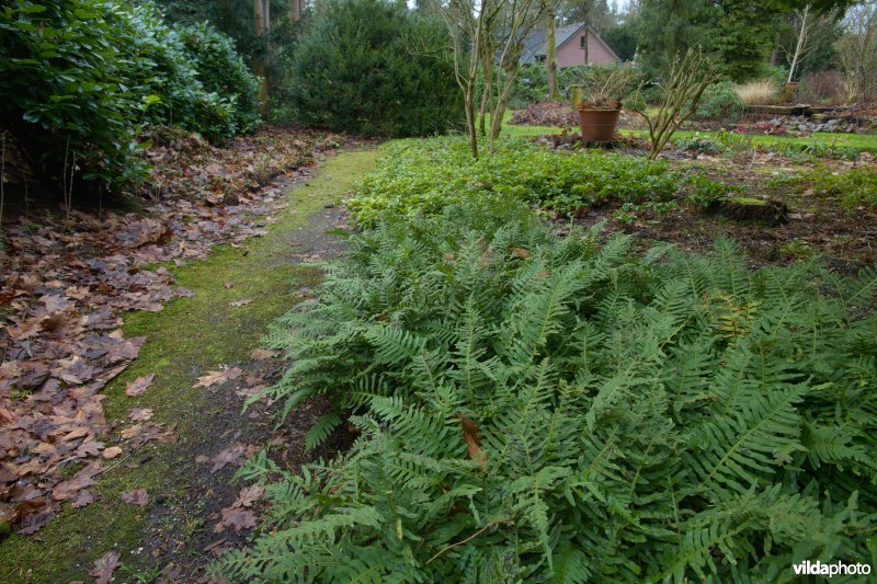 Tuinpad in een natuurvriendelijke tuin