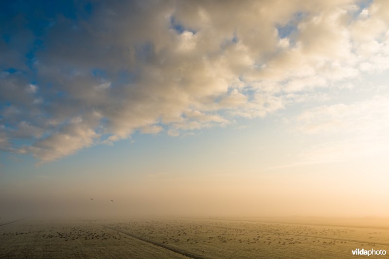 Ganzen in polder Oosterwolde