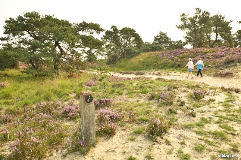 Wandelen in de Kalmthoutse heide