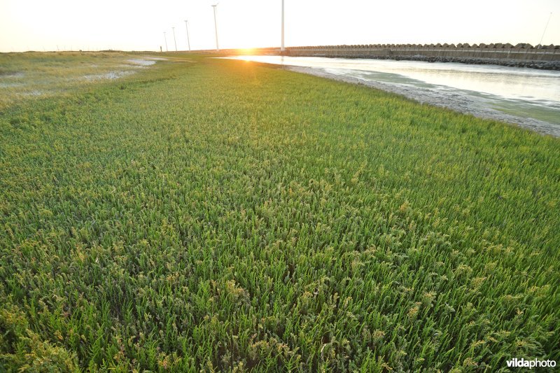 Zeekraal en Klein Schorrenkruid op het sterneneiland